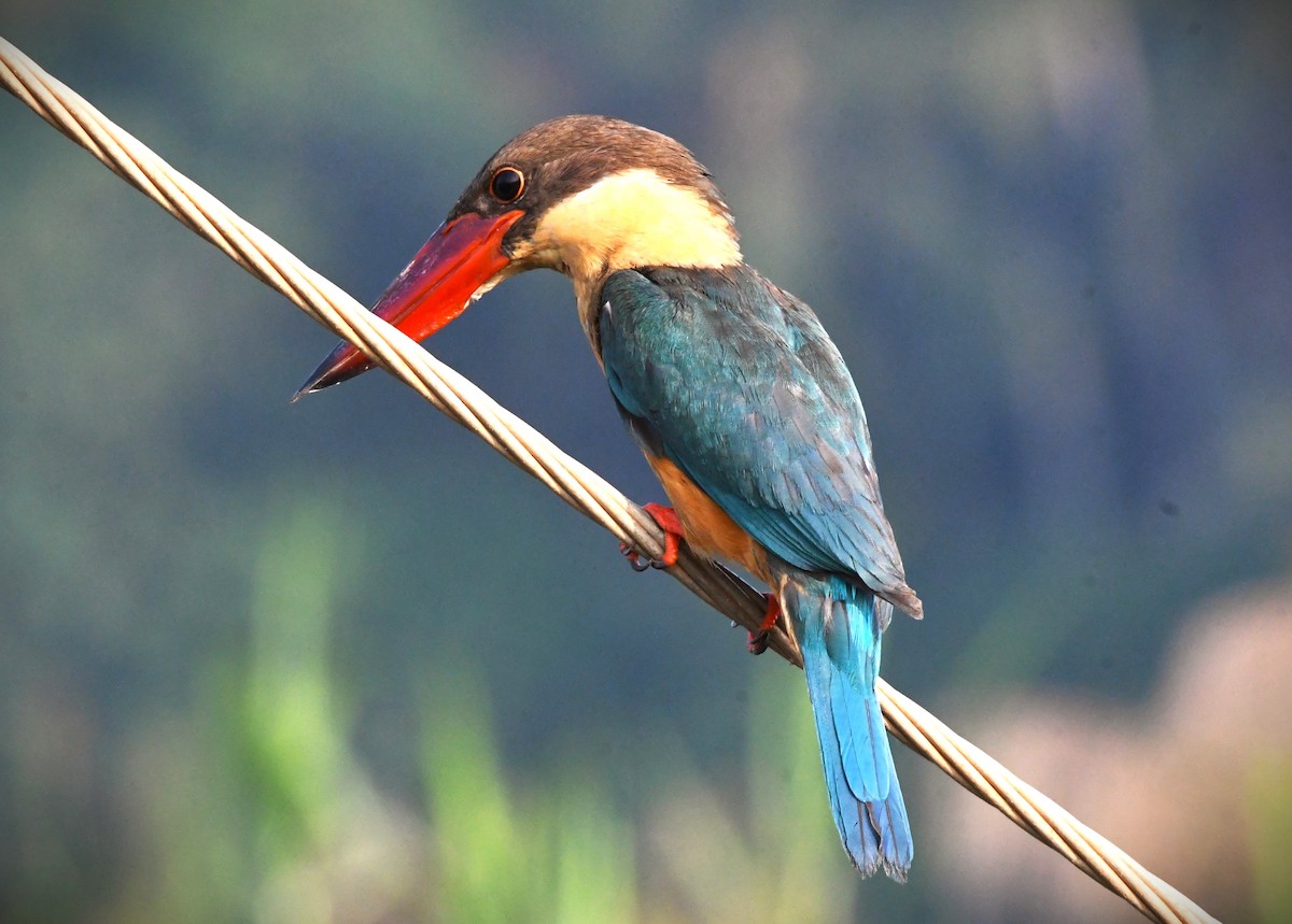 Stork-billed Kingfisher - ML618305055