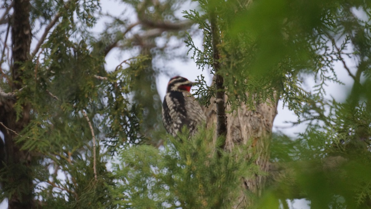 Yellow-bellied x Red-naped Sapsucker (hybrid) - ML618305063