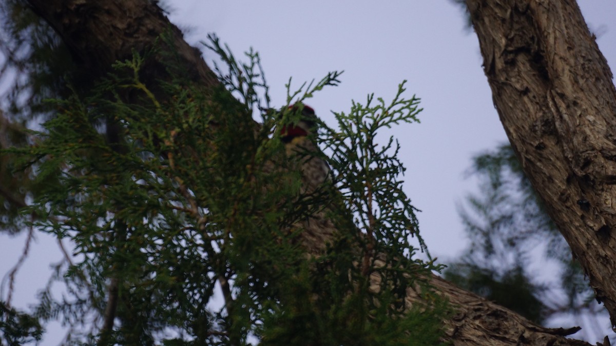 Yellow-bellied x Red-naped Sapsucker (hybrid) - ML618305065