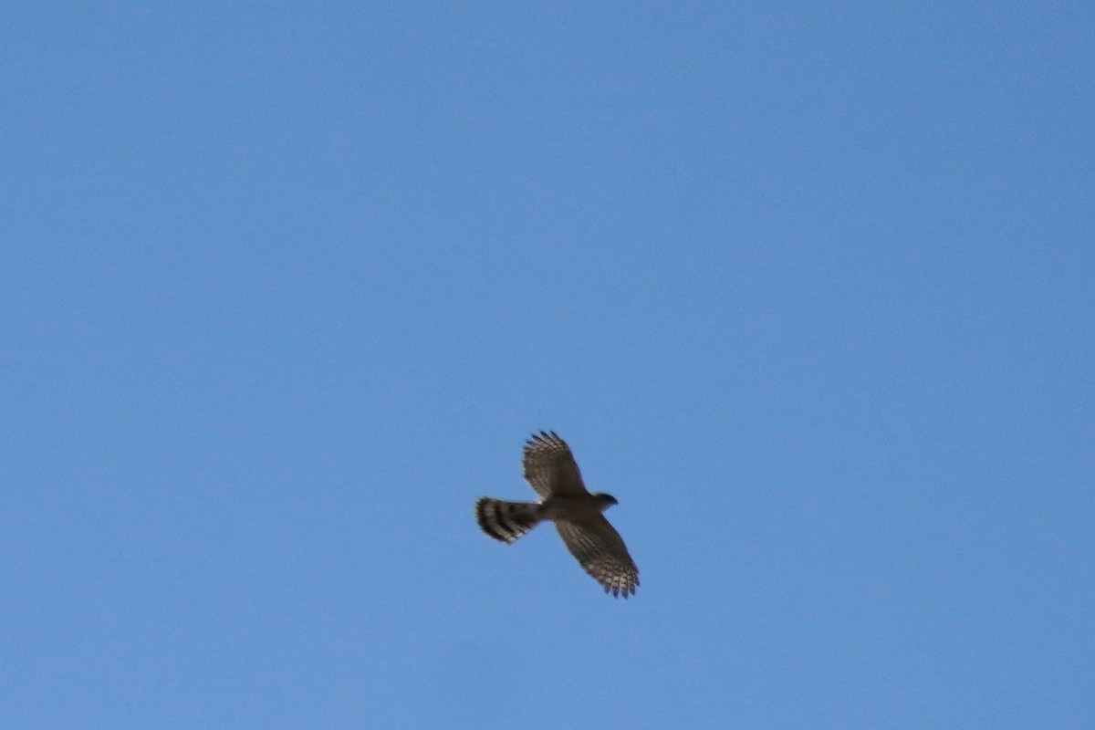 Sharp-shinned Hawk - Kristy Dhaliwal