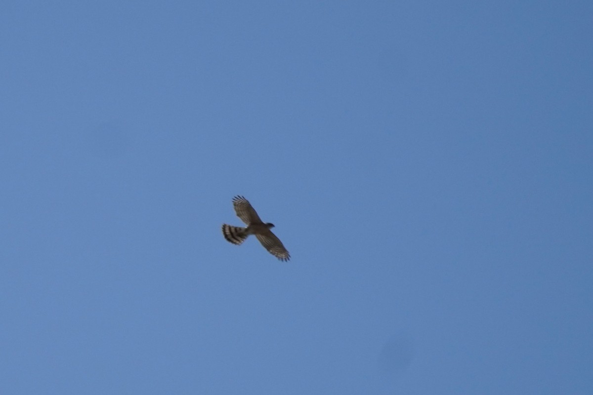 Sharp-shinned Hawk - ML618305093