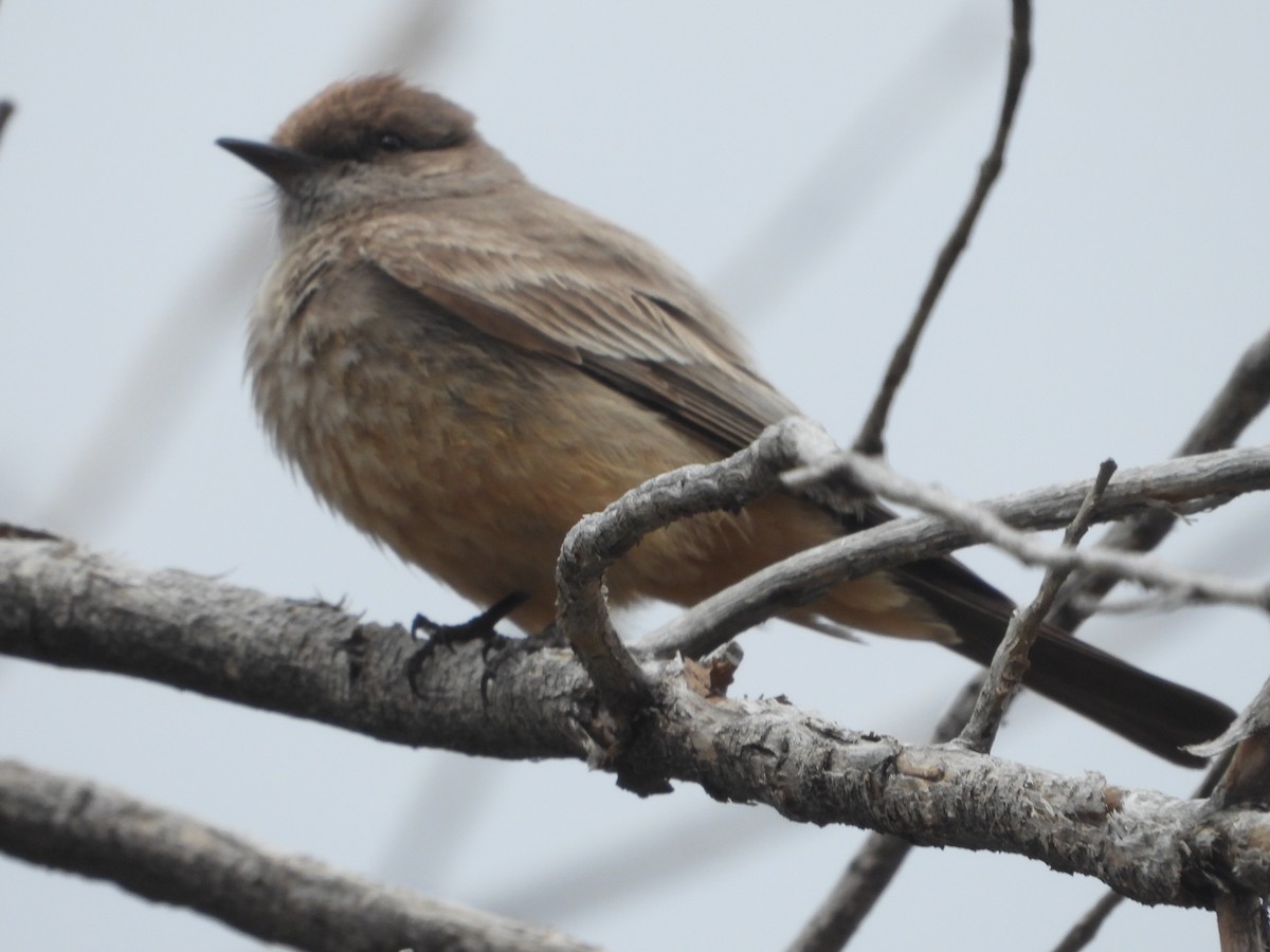 Say's Phoebe - ML618305097