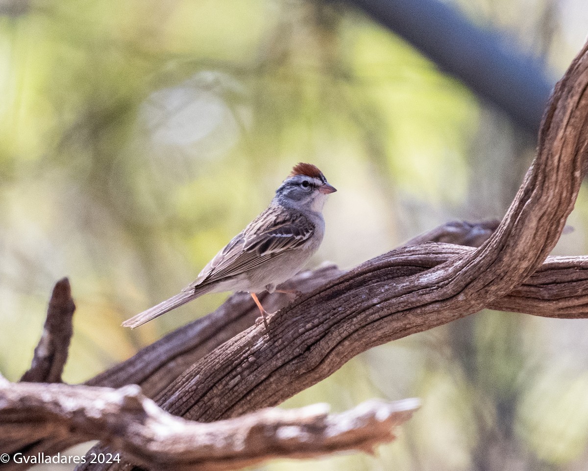 Chipping Sparrow - ML618305120