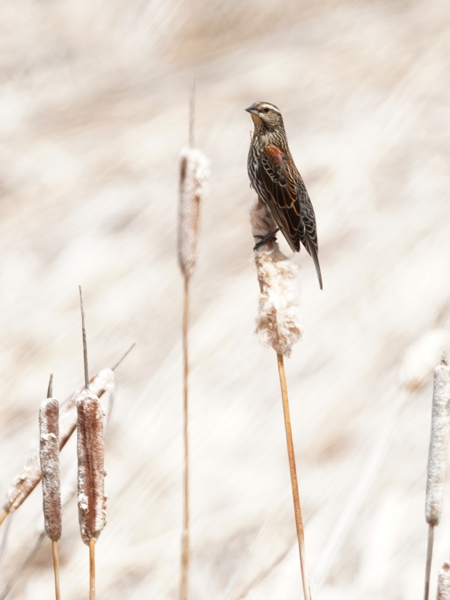 Red-winged Blackbird - Kristy Dhaliwal