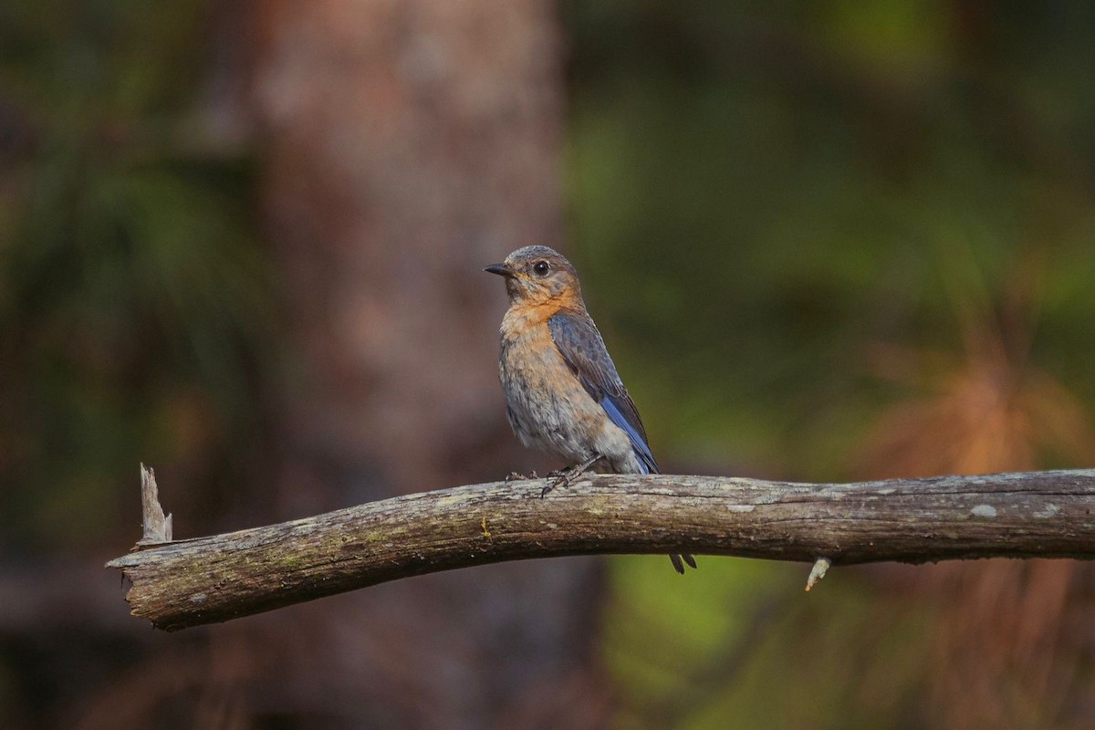 Eastern Bluebird - Gerson Ulloa