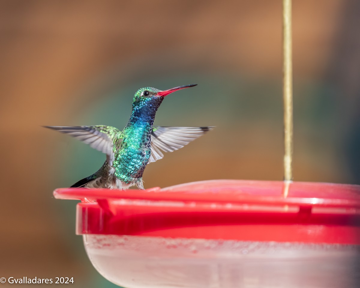 Broad-billed Hummingbird - George Valladares