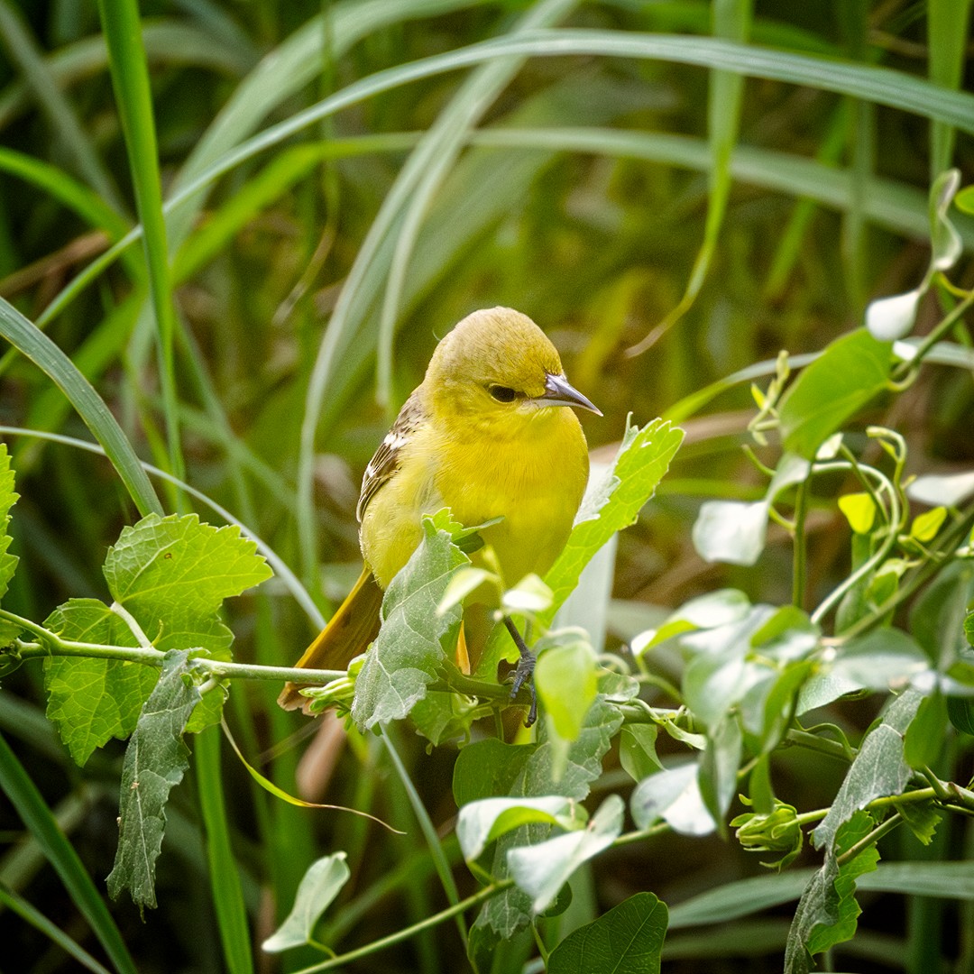 Orchard Oriole - Eric Dyck