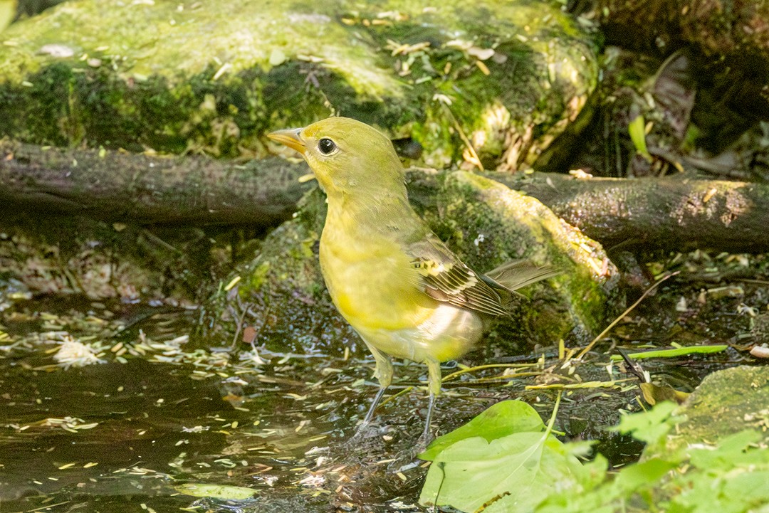 Western Tanager - Eric Dyck