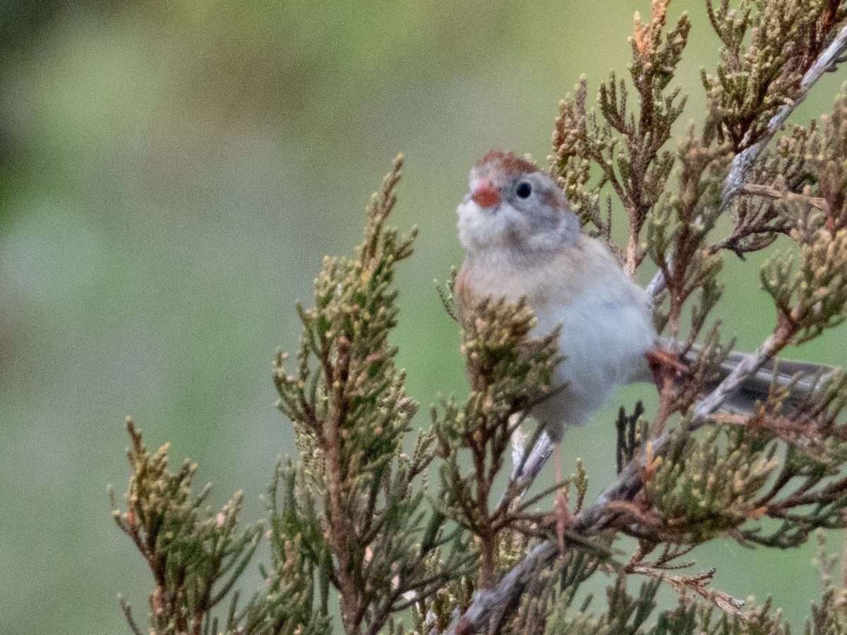 Field Sparrow - ML618305172