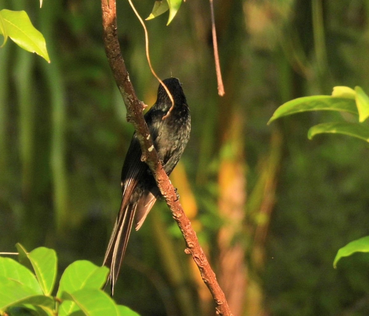 Andaman Drongo - ML618305212