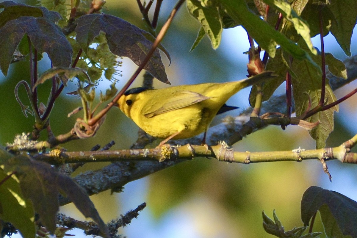 Wilson's Warbler - ML618305221