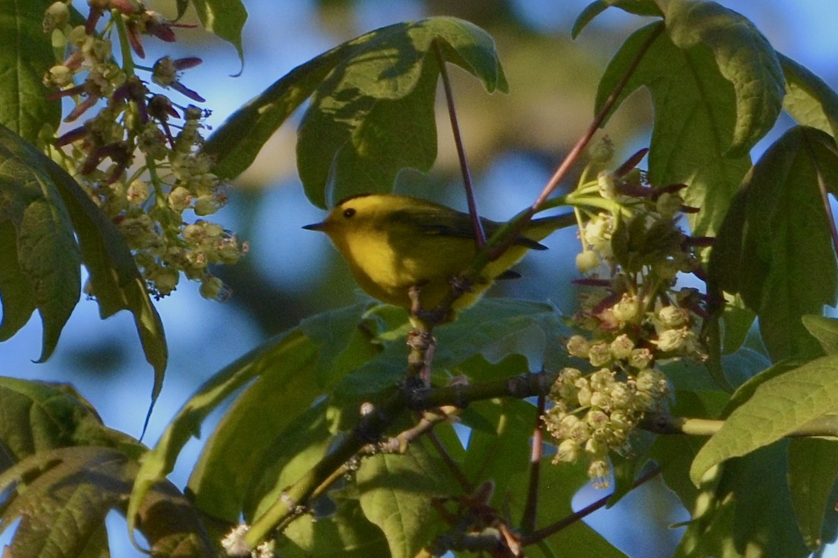 Wilson's Warbler - ML618305222