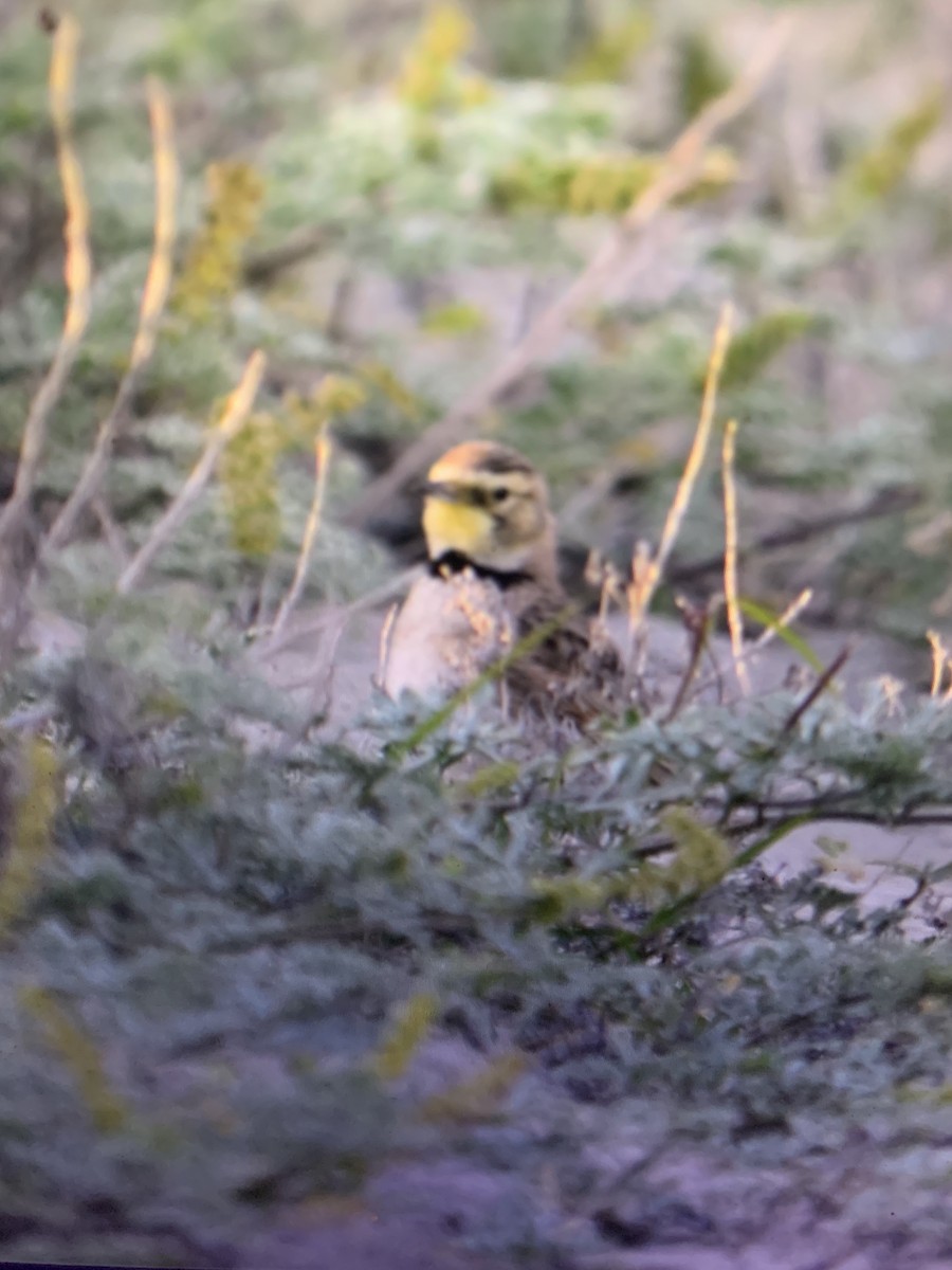 Horned Lark - Maggie Avants