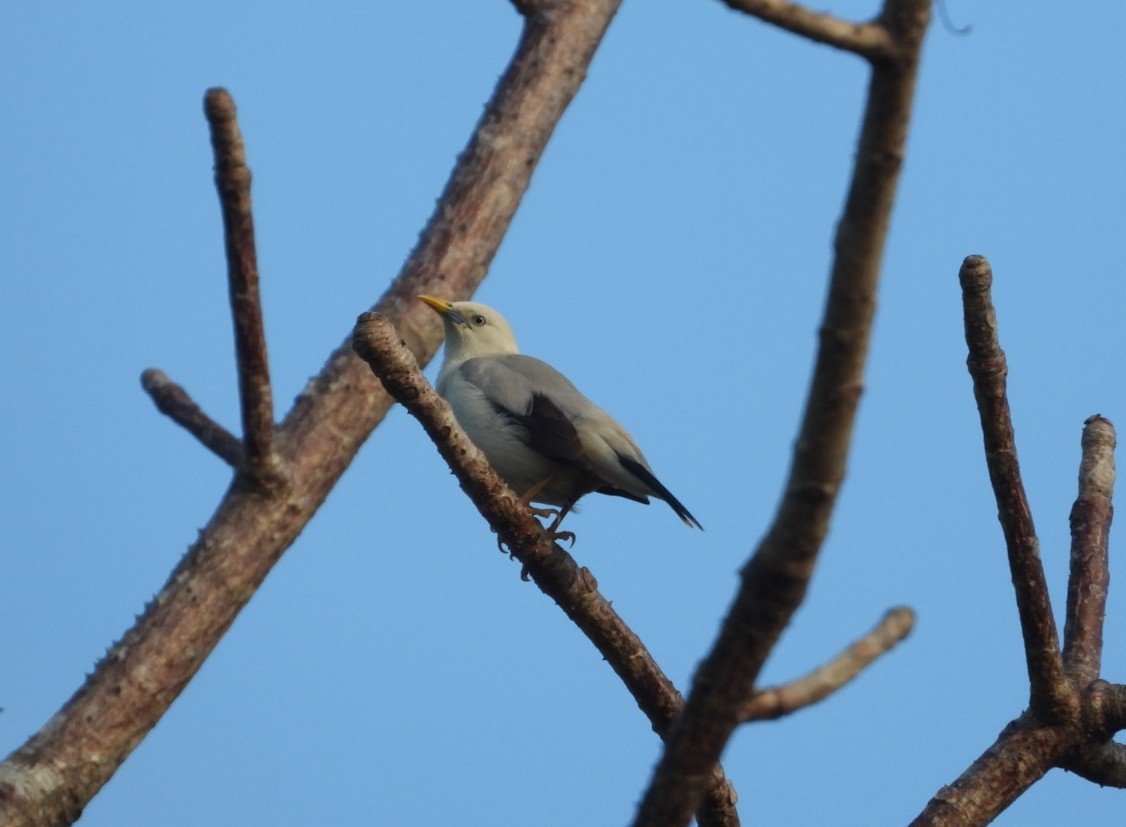 White-headed Starling - ML618305253