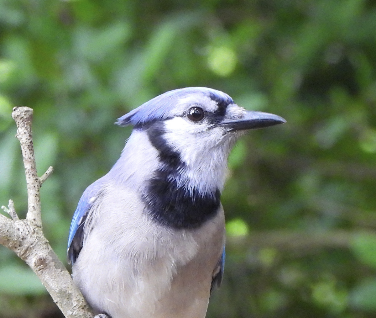 Blue Jay - Rika Payne