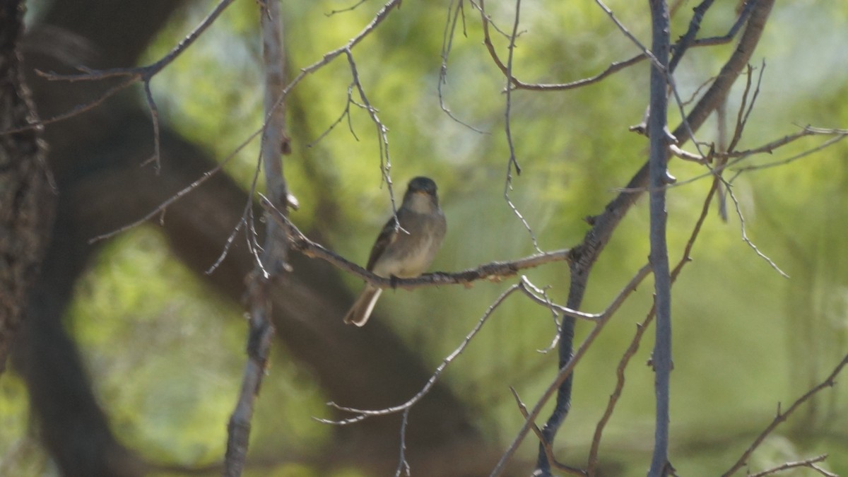 Gray Flycatcher - ML618305264