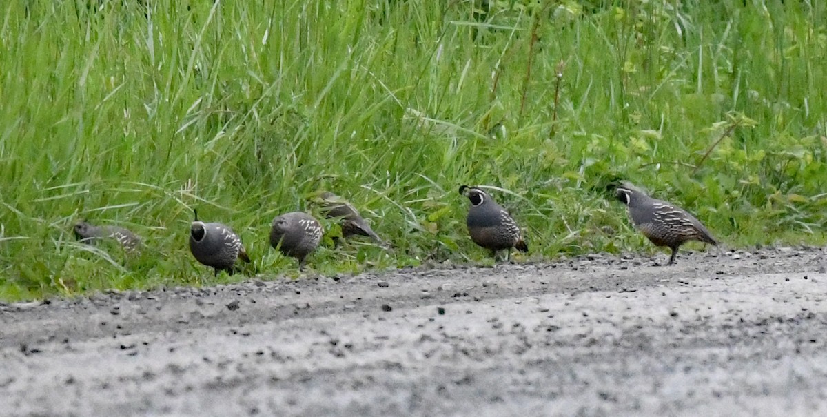 California Quail - Richard Taylor