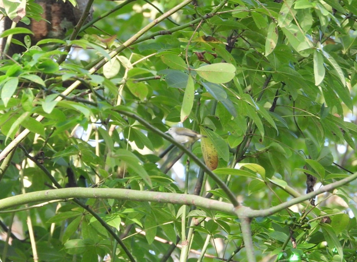 Andaman Flowerpecker - ML618305279