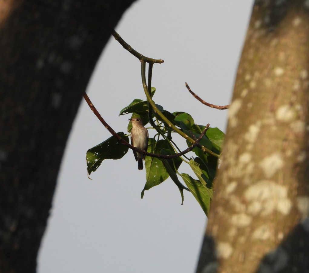 Andaman Flowerpecker - ML618305280
