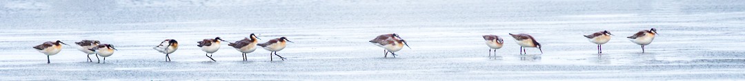 Wilson's Phalarope - ML618305285