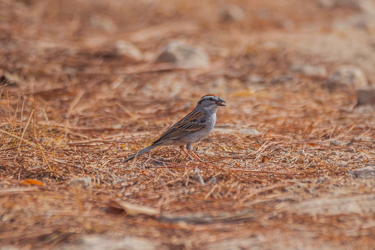 Chipping Sparrow - ML618305291
