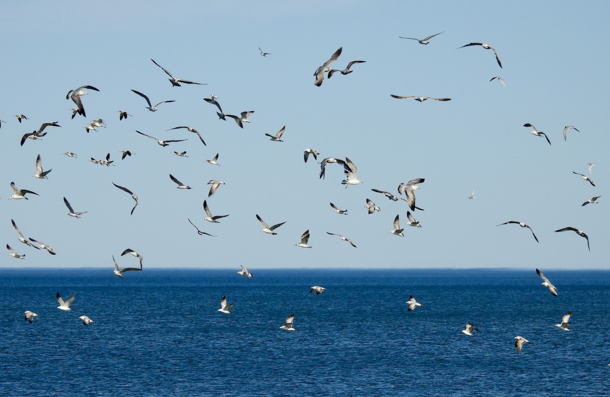 Ring-billed Gull - Carolyn Lueck