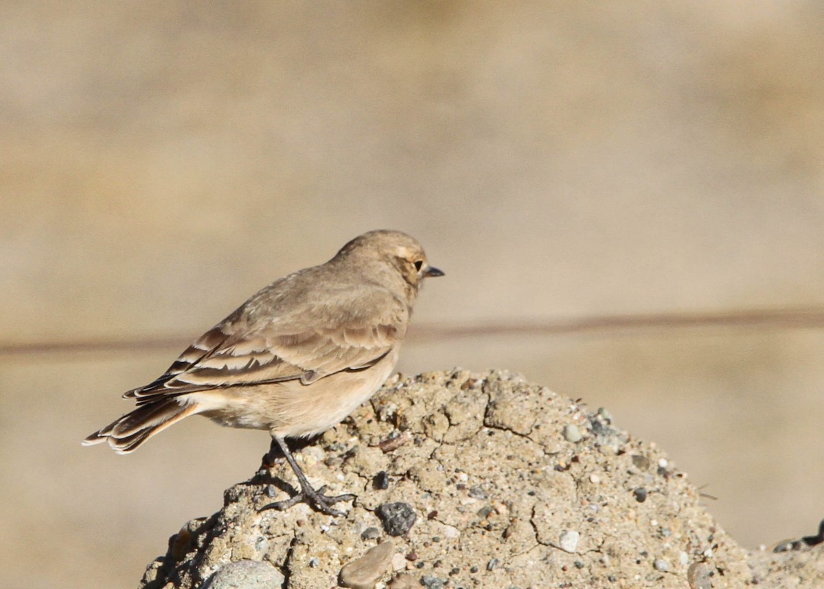 Short-billed Miner - Miguel Avalos