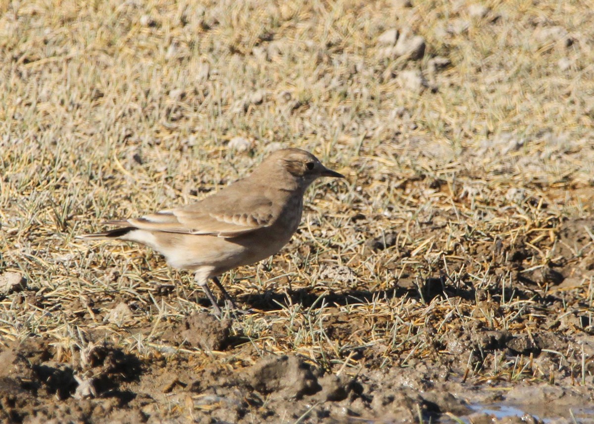 Short-billed Miner - ML618305339