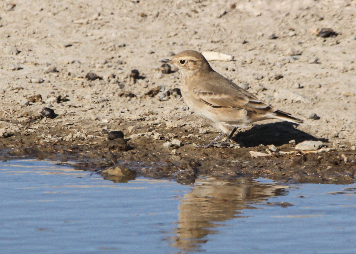 Short-billed Miner - ML618305340