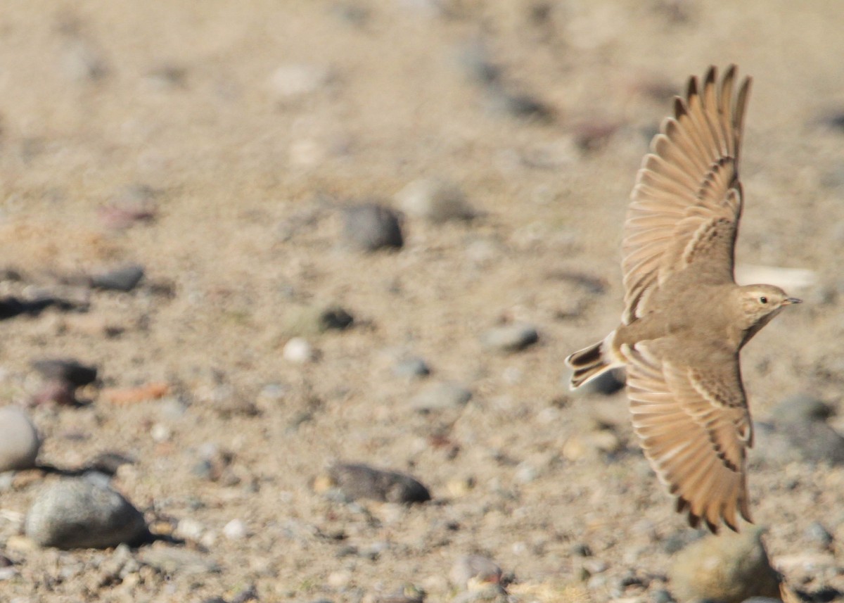 Short-billed Miner - ML618305341