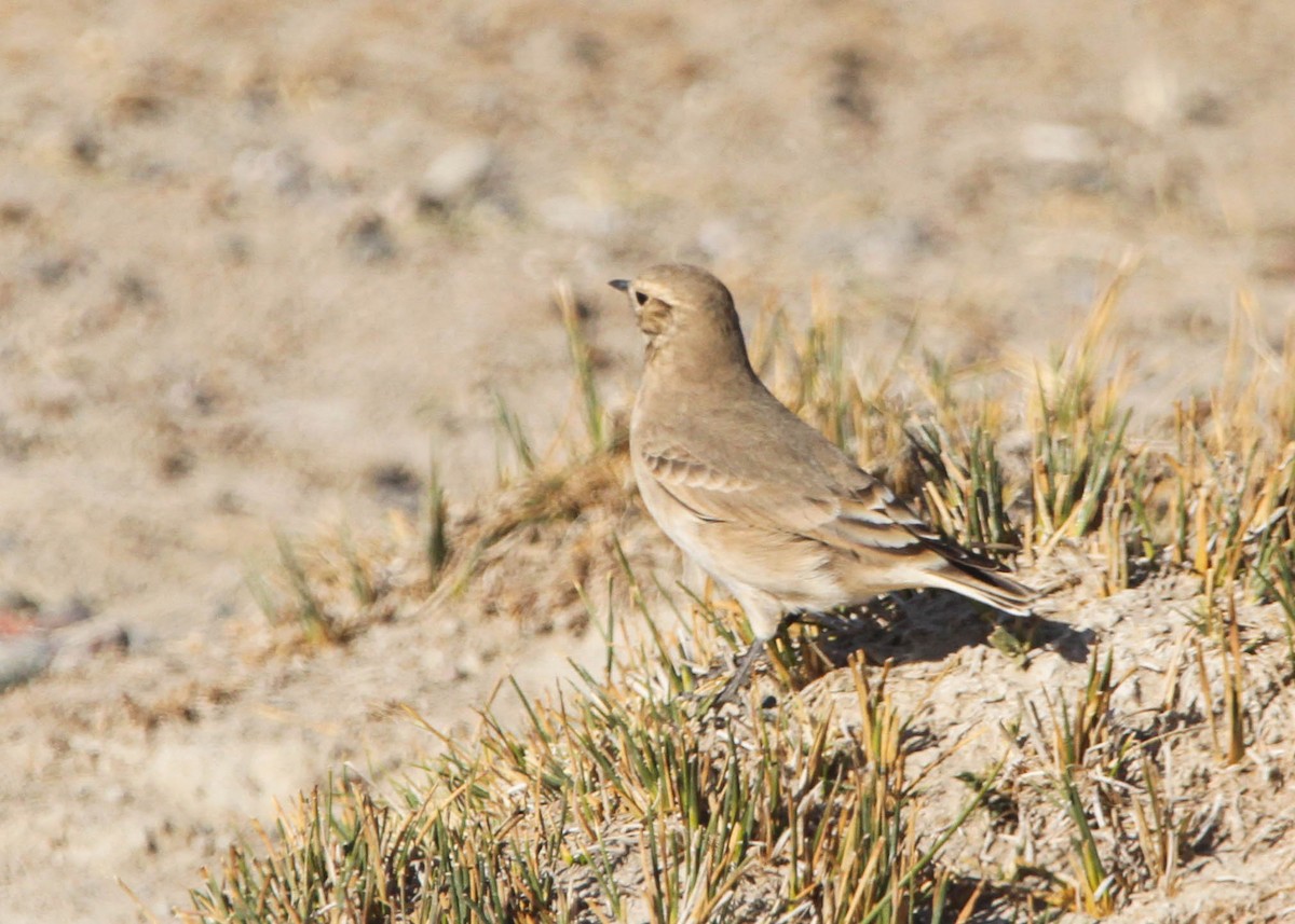 Short-billed Miner - ML618305342