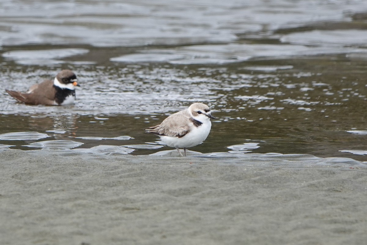 Snowy Plover - Daryl Henderson