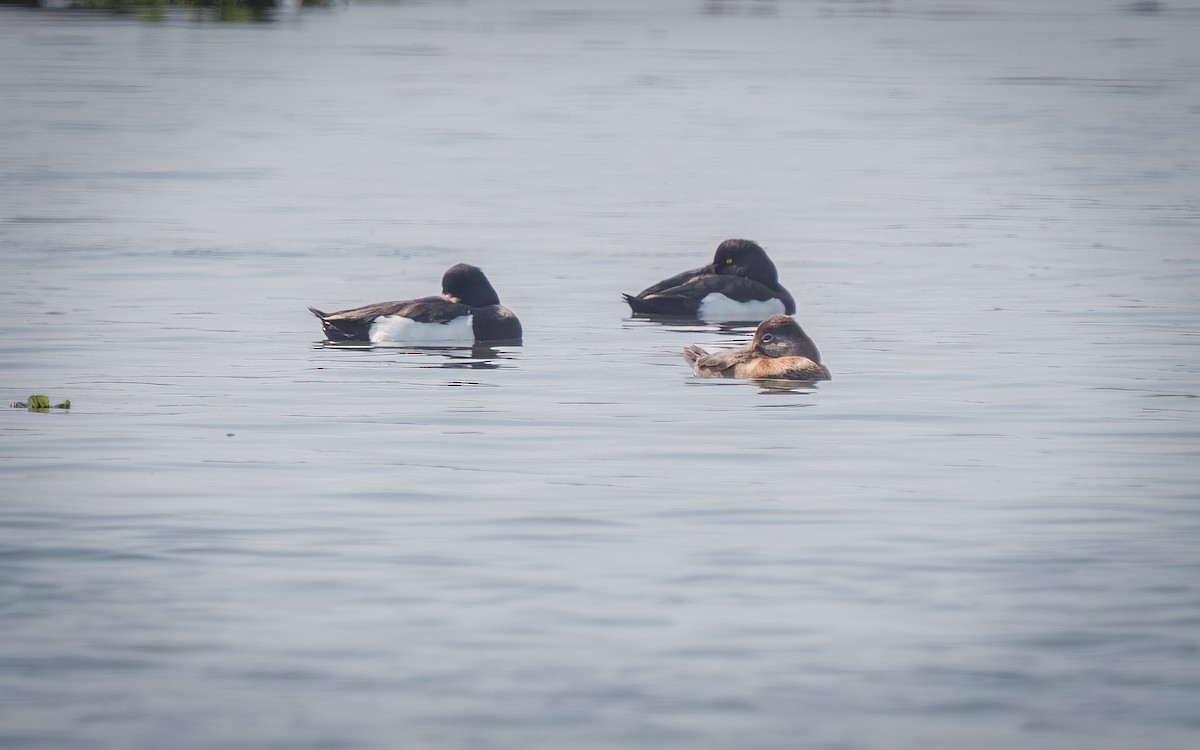 Ring-necked Duck - ML618305422