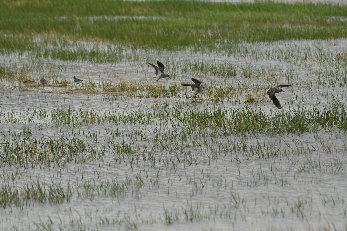 Lesser Yellowlegs - Marcia Suchy