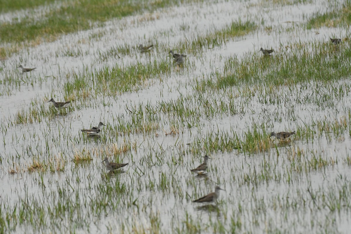 Lesser Yellowlegs - Marcia Suchy