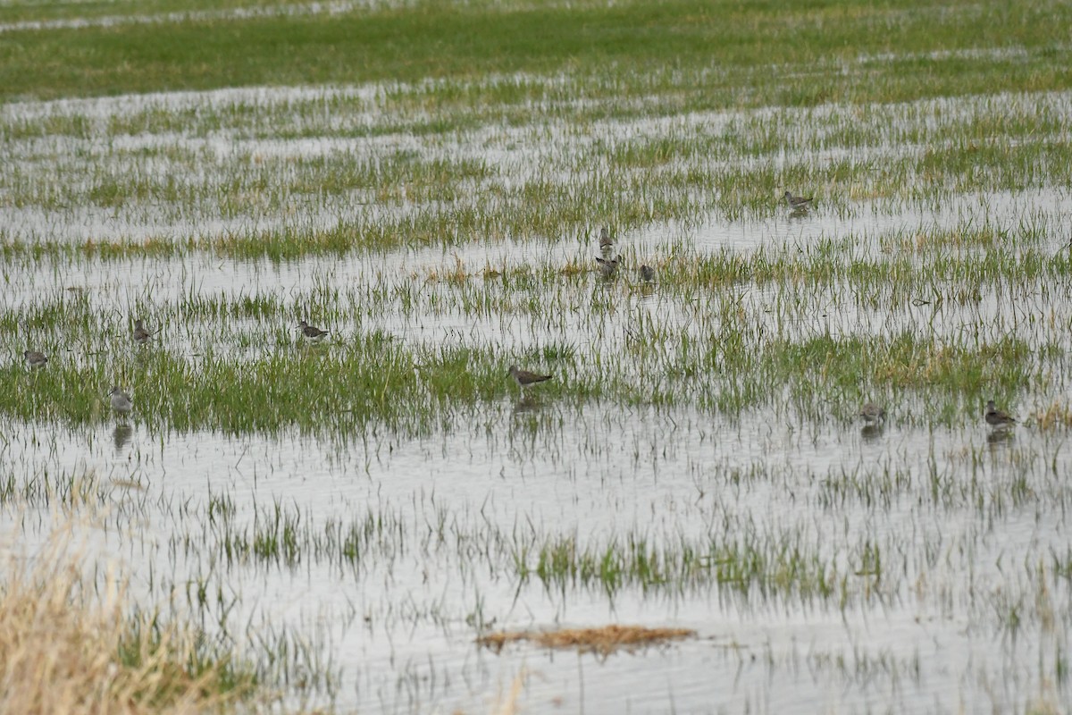 Lesser Yellowlegs - ML618305445