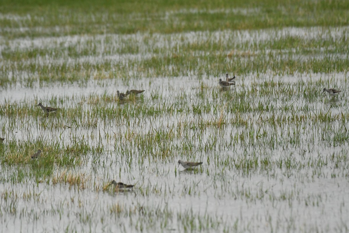 Lesser Yellowlegs - ML618305447