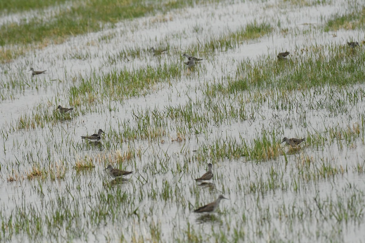 Lesser Yellowlegs - ML618305448