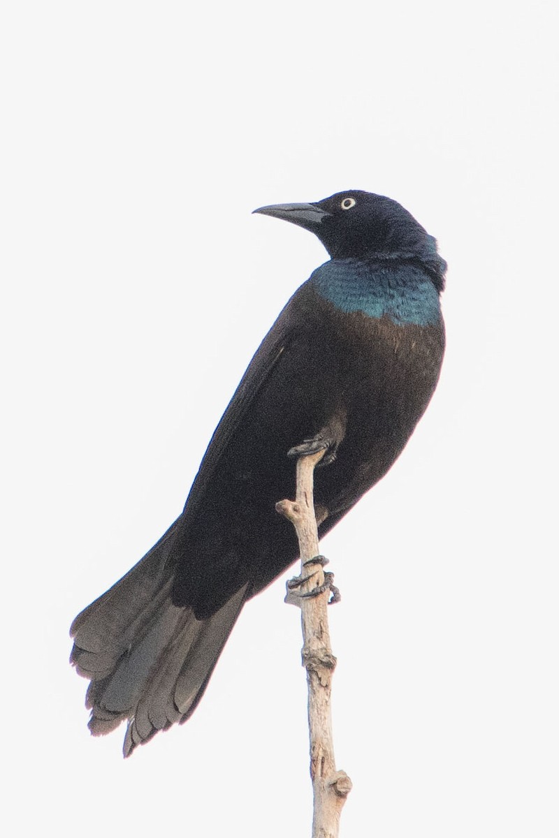 Common Grackle - Don Hewitt