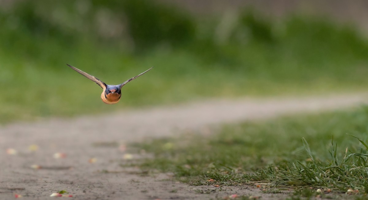 Barn Swallow - Max Kelly