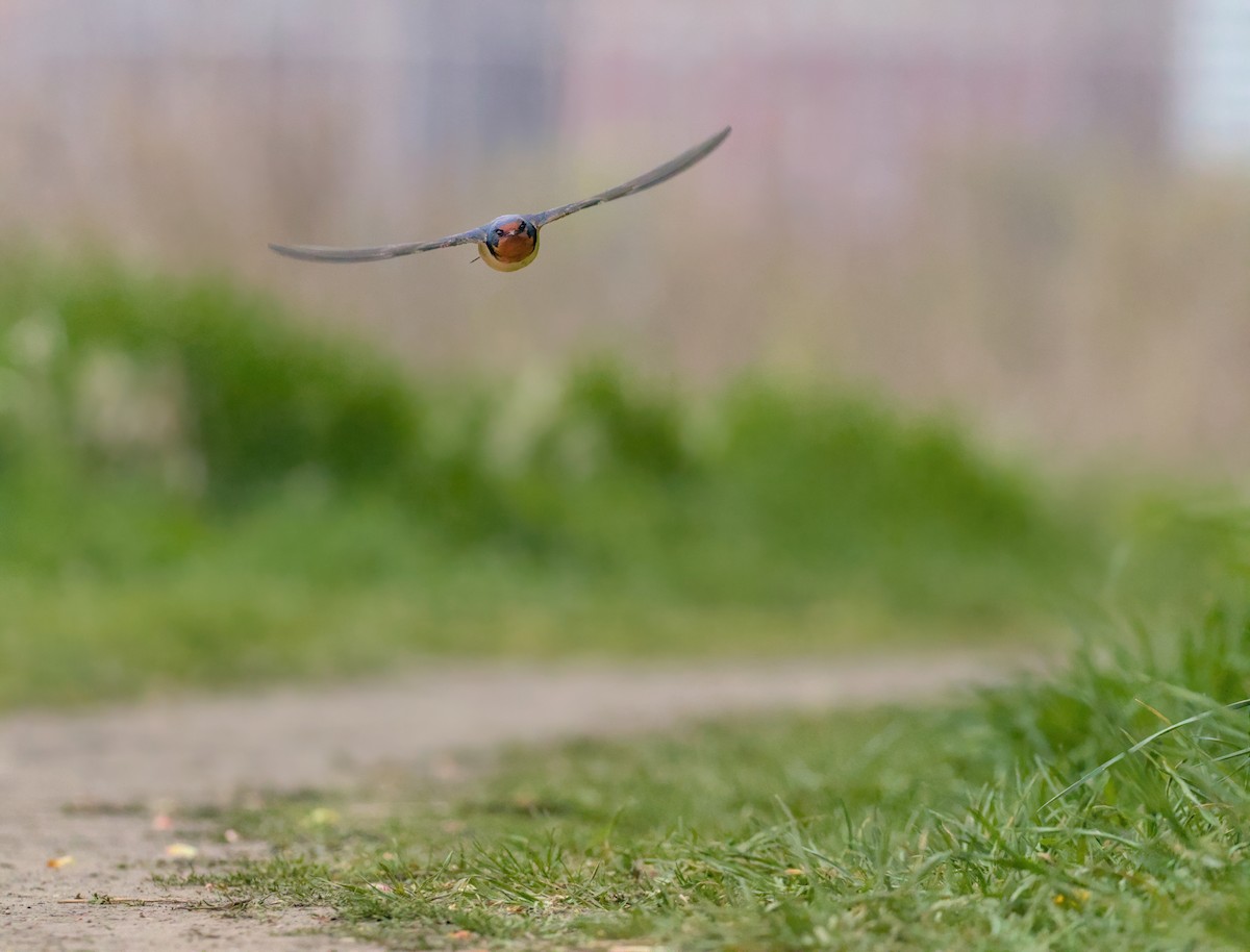 Barn Swallow - Max Kelly