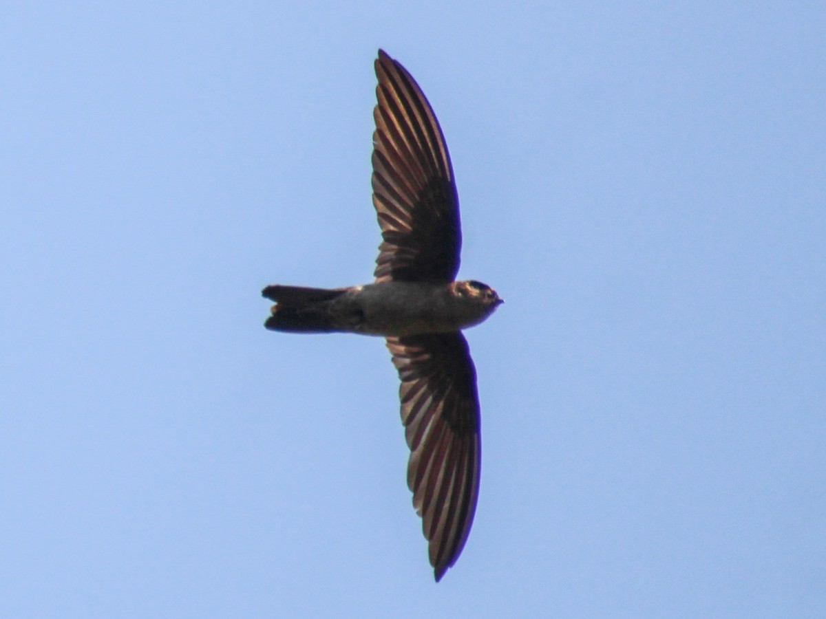 Germain's Swiftlet - ML618305530