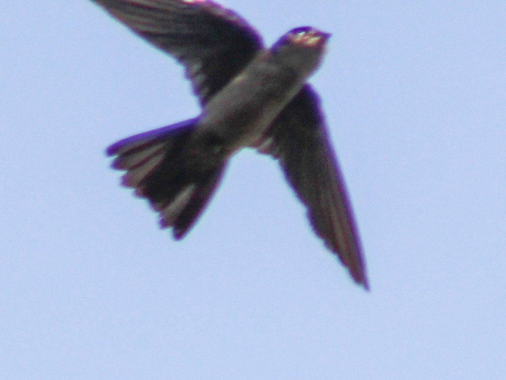 Germain's Swiftlet - ML618305532