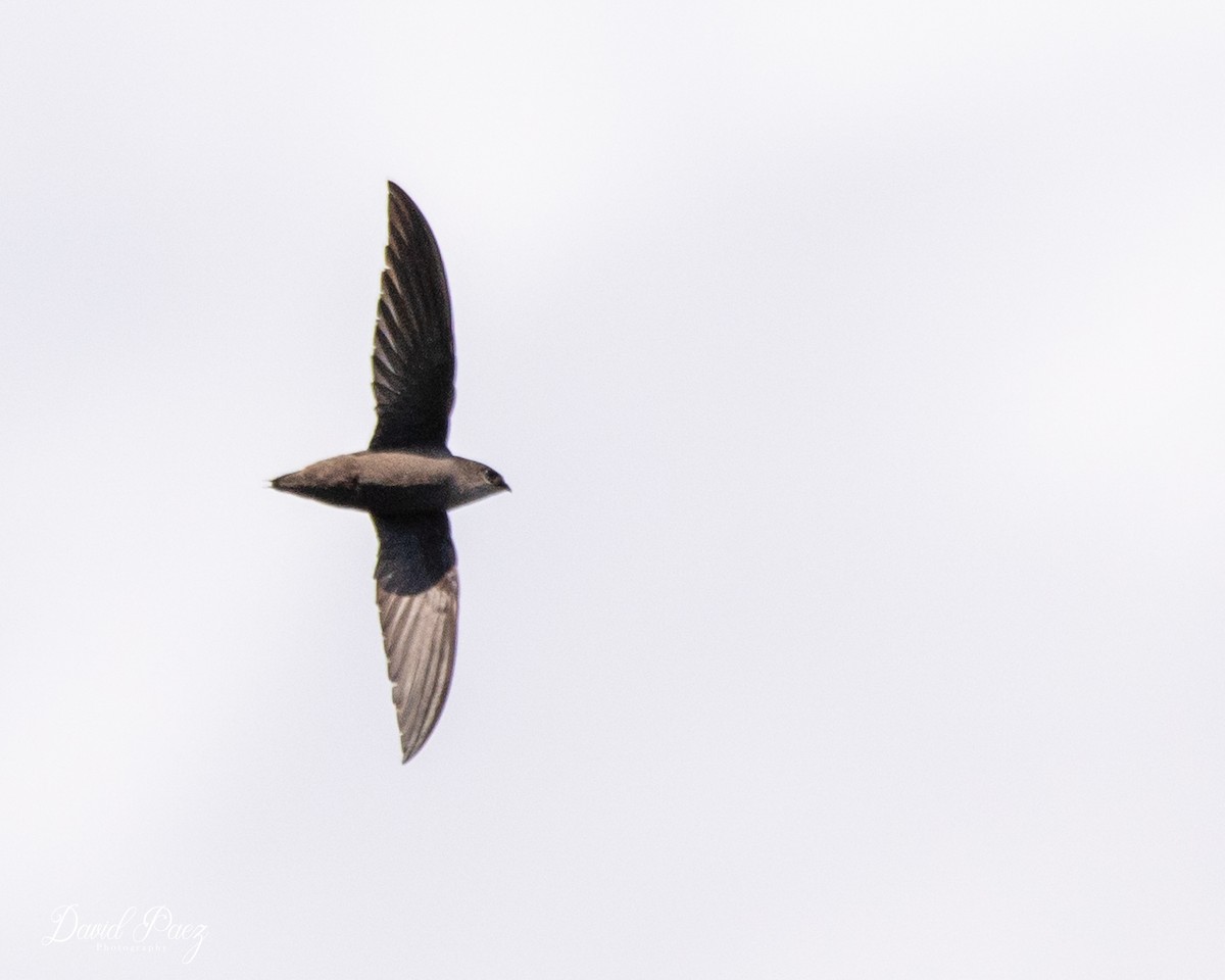 Chimney Swift - ML618305533