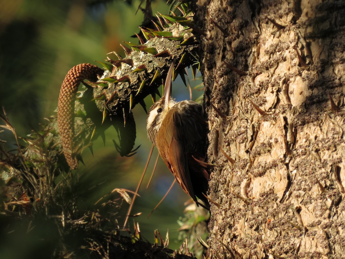 Narrow-billed Woodcreeper - ML618305588