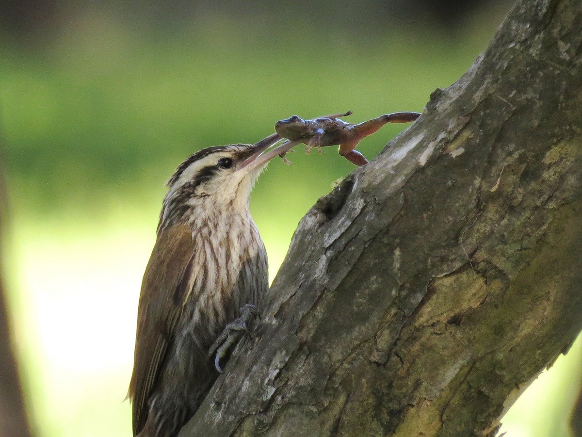 Narrow-billed Woodcreeper - ML618305589