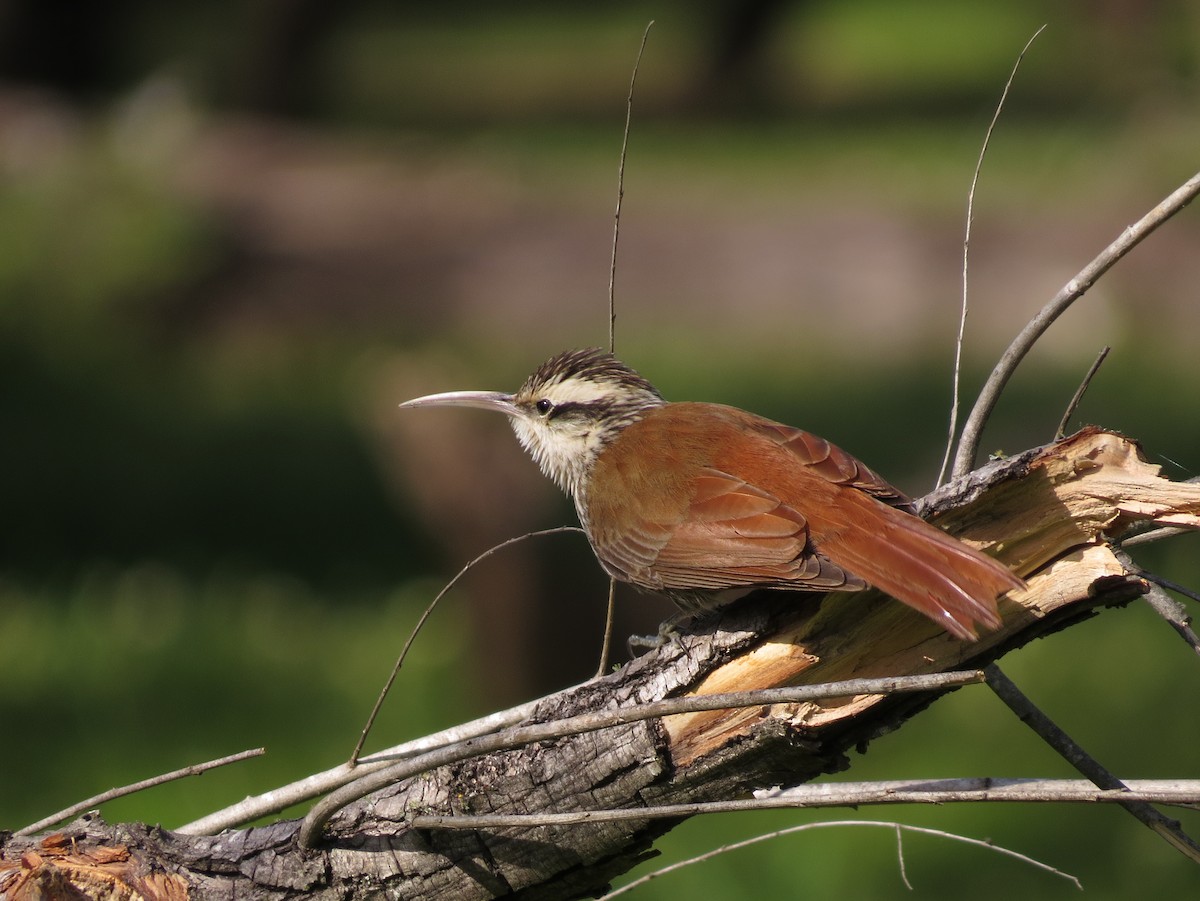 Narrow-billed Woodcreeper - Alvaro Perez Tort