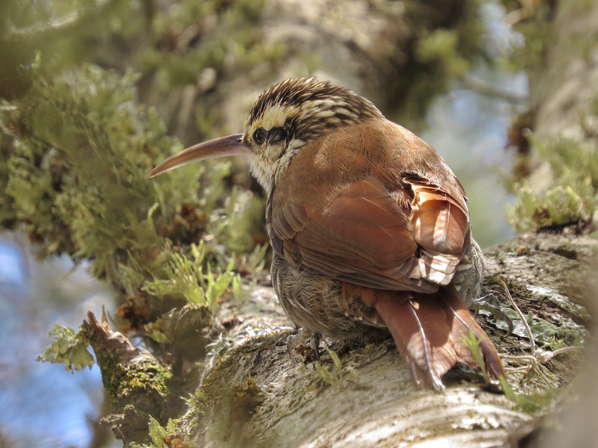 Narrow-billed Woodcreeper - ML618305591