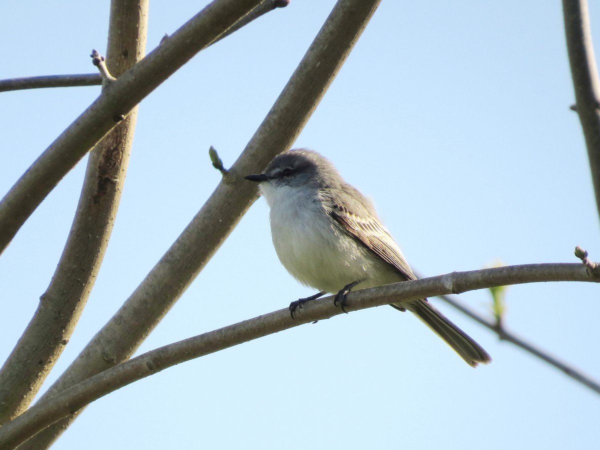 Suiriri Flycatcher - ML618305609