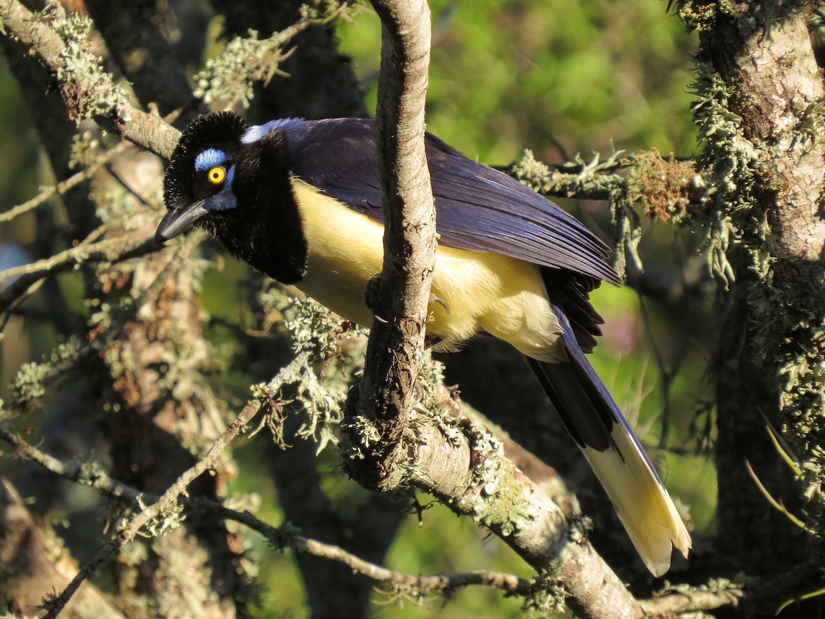 Plush-crested Jay - Alvaro Perez Tort